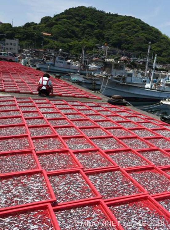 漁港の赤いカーペット
